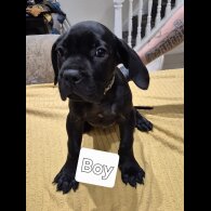 Cane Corso - Both