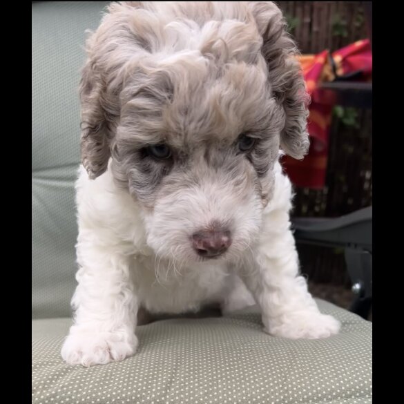Labradoodle - Bitches