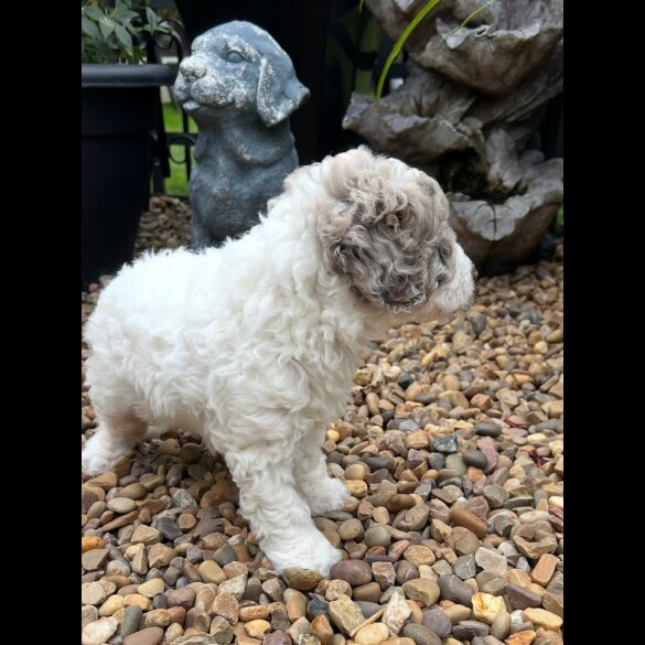 Labradoodle - Bitches