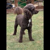 Labradoodle - Bitches