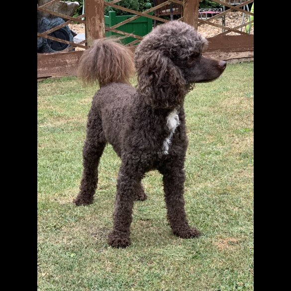 Labradoodle - Bitches