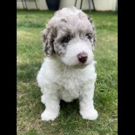 Labradoodle - Bitches