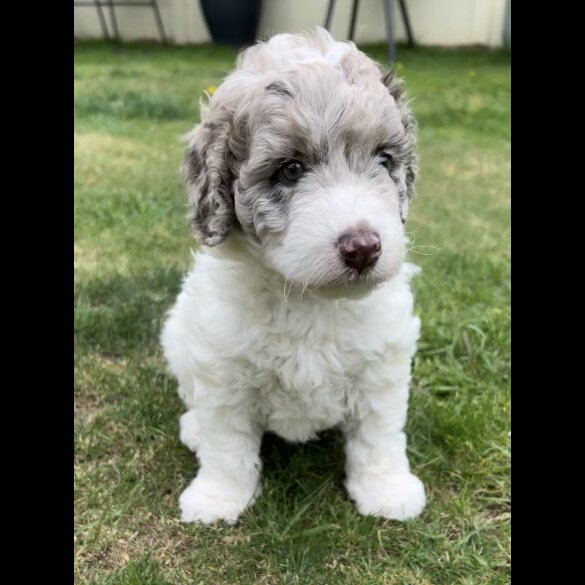 Labradoodle - Bitches
