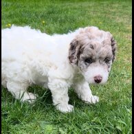 Labradoodle - Bitches