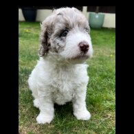 Labradoodle - Bitches