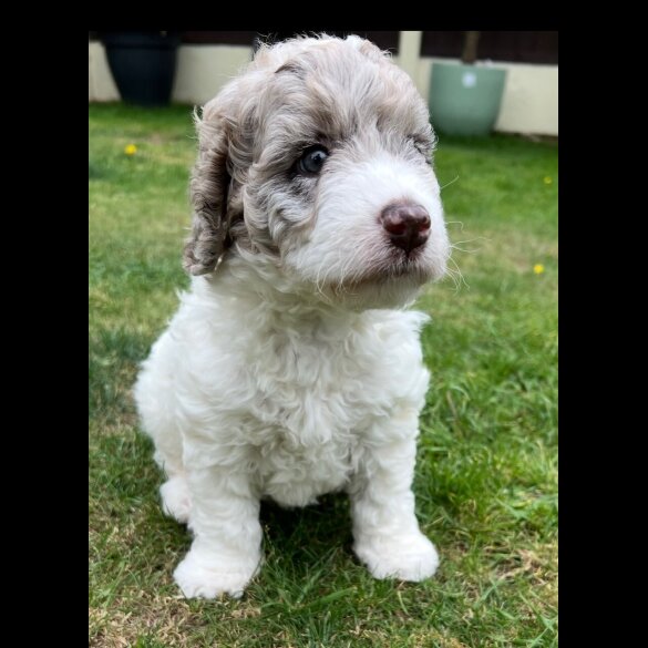 Labradoodle - Bitches