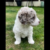 Labradoodle - Bitches