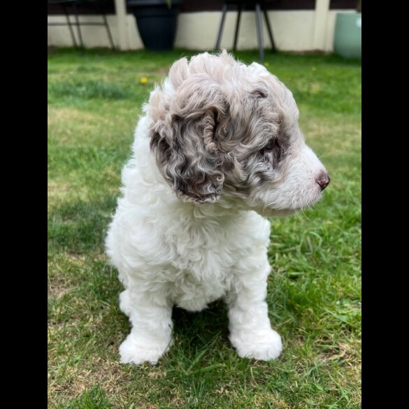 Labradoodle - Bitches