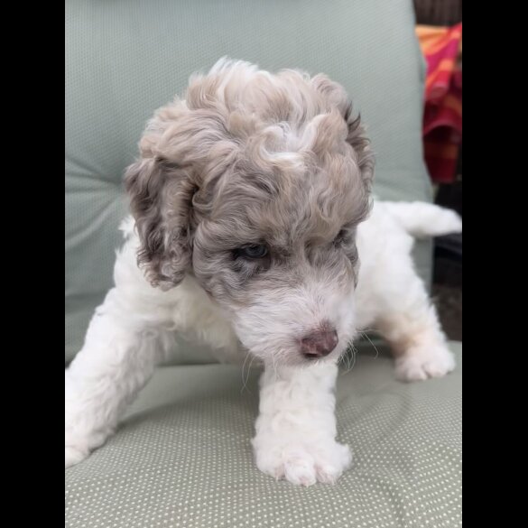 Labradoodle - Bitches