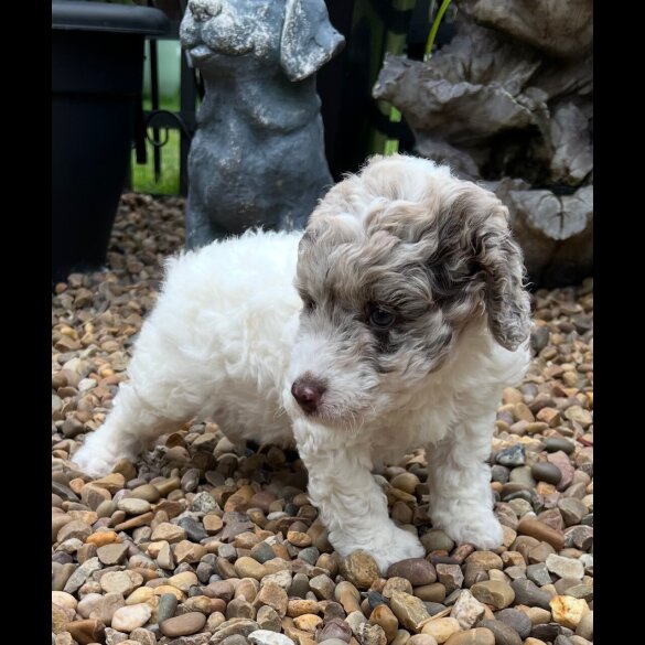 Labradoodle - Bitches