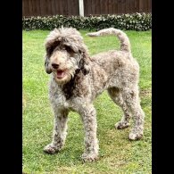 Labradoodle - Bitches