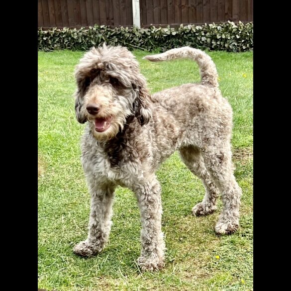 Labradoodle - Bitches