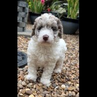 Labradoodle - Bitches