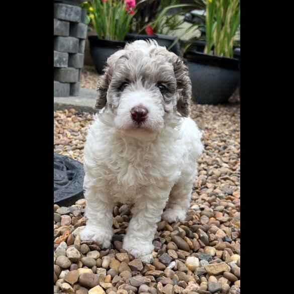 Labradoodle - Bitches