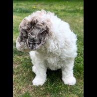 Labradoodle - Bitches