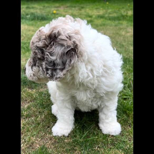 Labradoodle - Bitches