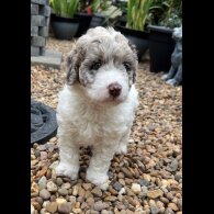 Labradoodle - Bitches