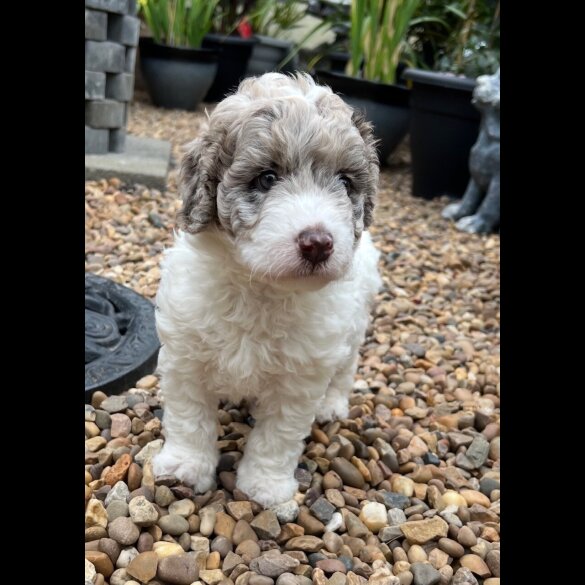 Labradoodle - Bitches