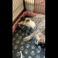 Labradoodle - Bitches