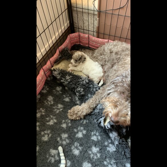 Labradoodle - Bitches