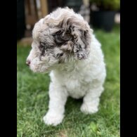 Labradoodle - Bitches