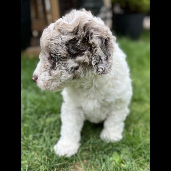 Labradoodle - Bitches