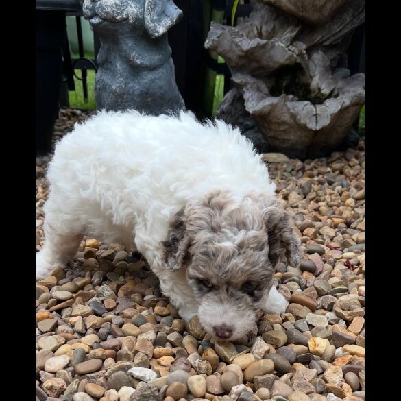 Labradoodle - Bitches