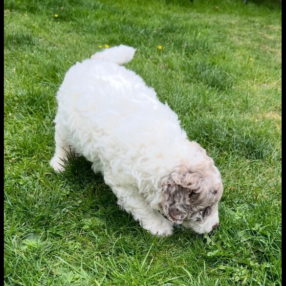Labradoodle - Bitches