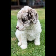 Labradoodle - Bitches
