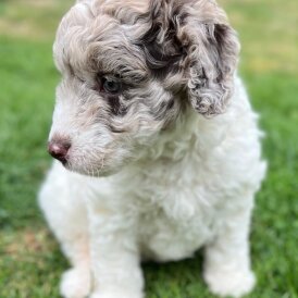 Labradoodle - Bitches