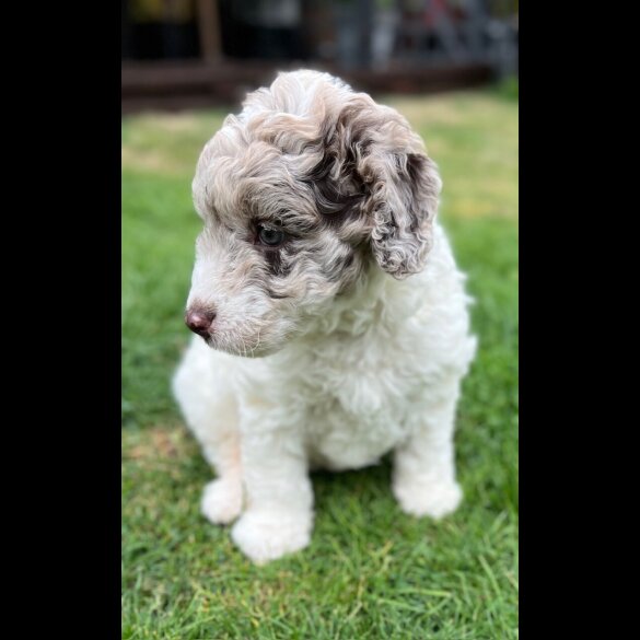 Labradoodle - Bitches