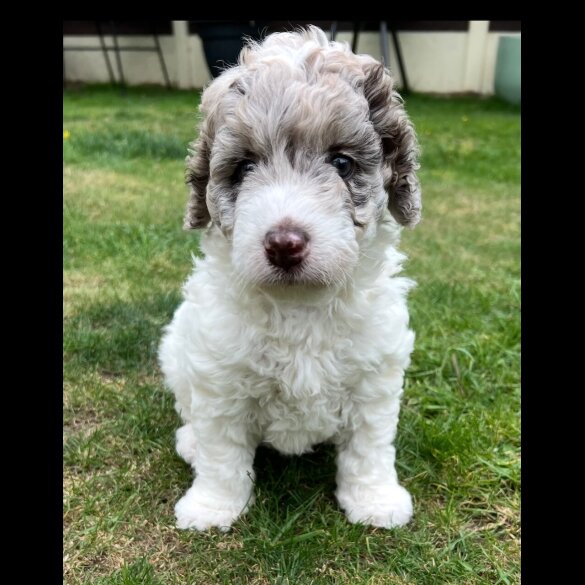 Labradoodle - Bitches