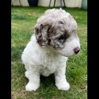 Labradoodle - Bitches