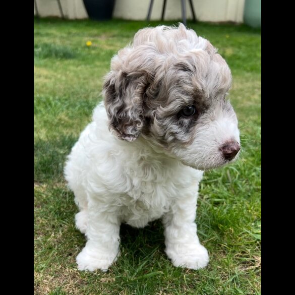 Labradoodle - Bitches