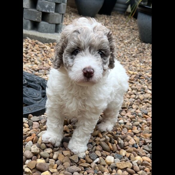 Labradoodle - Bitches