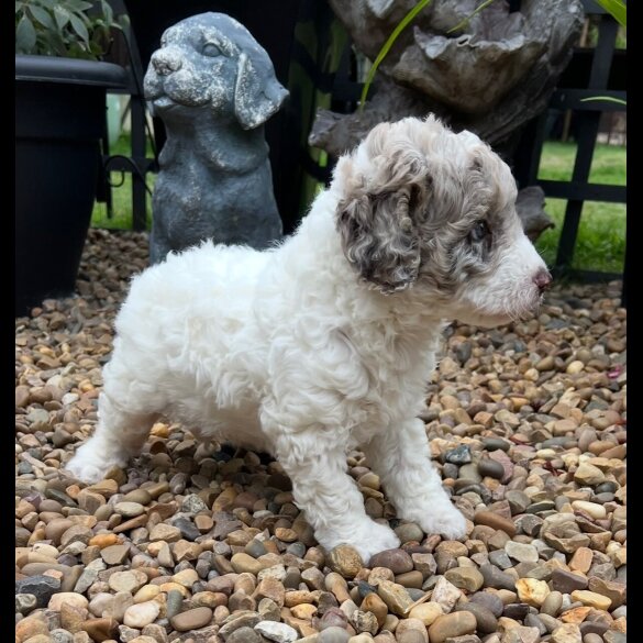 Labradoodle - Bitches