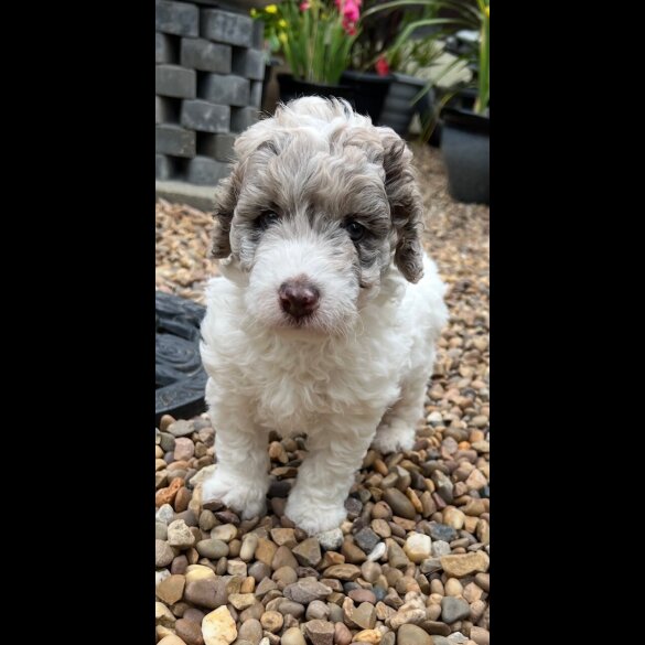 Labradoodle - Bitches