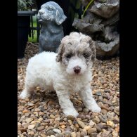 Labradoodle - Bitches
