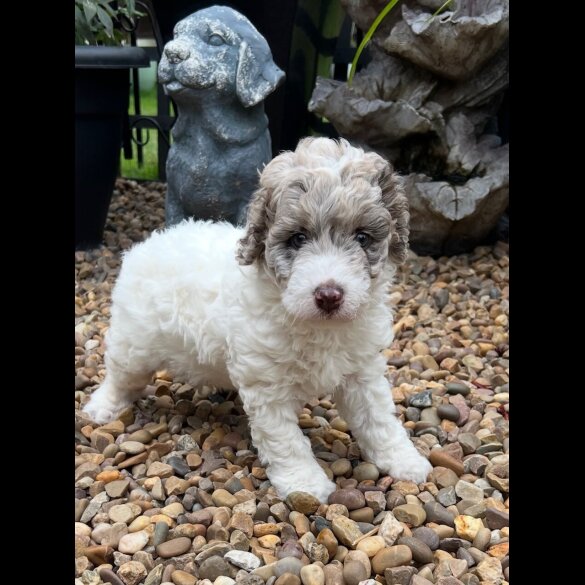 Labradoodle - Bitches