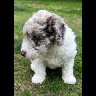 Labradoodle - Bitches