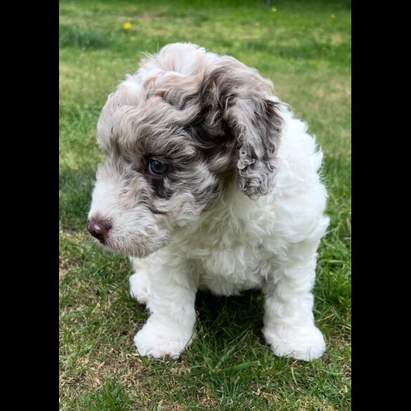 Labradoodle - Bitches