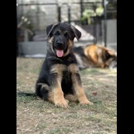 German Shepherd (Alsatian) - Both