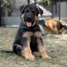 German Shepherd (Alsatian) - Both