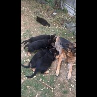 German Shepherd (Alsatian) - Both