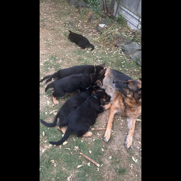 German Shepherd (Alsatian) - Both