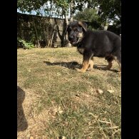 German Shepherd (Alsatian) - Both