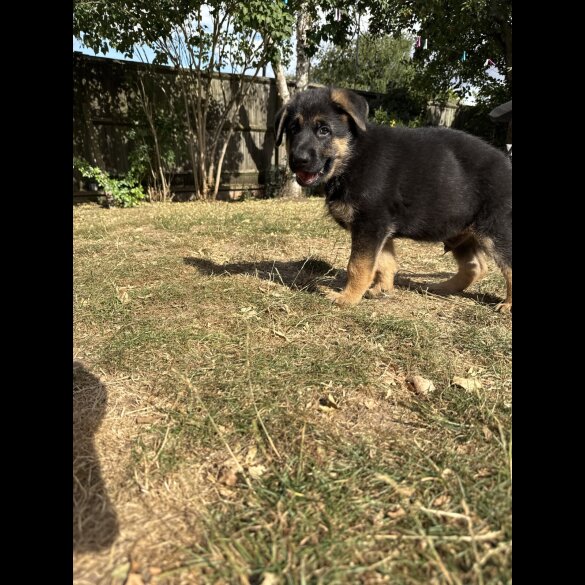 German Shepherd (Alsatian) - Both