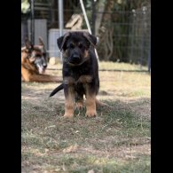 German Shepherd (Alsatian) - Both