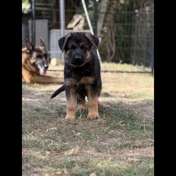 German Shepherd (Alsatian) - Both