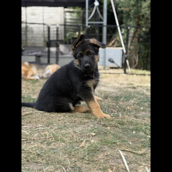 German Shepherd (Alsatian) - Both